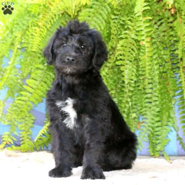 Ripple, Schnoodle Puppy
