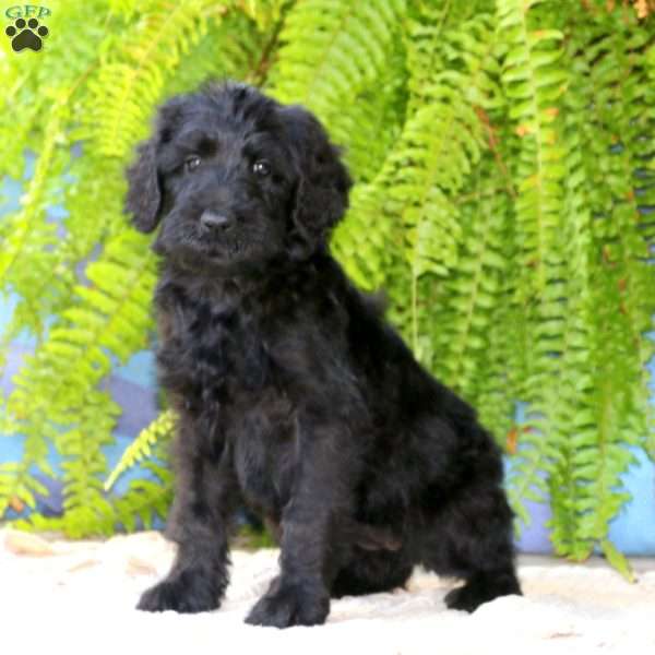 Rosa, Schnoodle Puppy