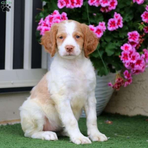 Rosa, Brittany Spaniel Puppy