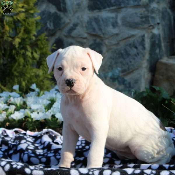 Sammy, American Bulldog Puppy