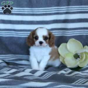 Samuel, Cavalier King Charles Spaniel Puppy