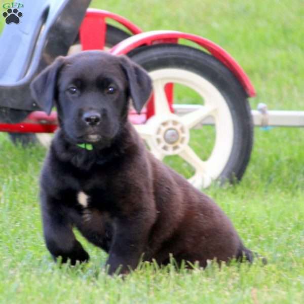 Sarah, Black Labrador Retriever Puppy