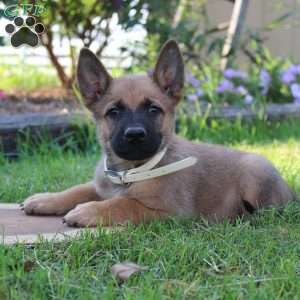 Belgian Malinois Puppies for Sale | Greenfield Puppies