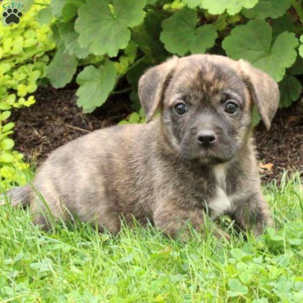 Shadow - Welsh Corgi Mix Puppy For Sale in Pennsylvania