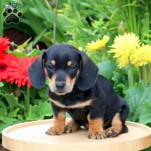 Dachshund Puppies For Sale - Greenfield Puppies