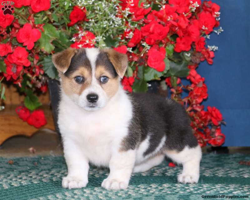 Tabitha - Welsh Corgi Mix Puppy For Sale in Pennsylvania