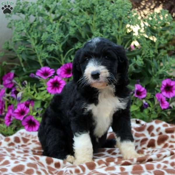Tammy, Sheepadoodle Puppy