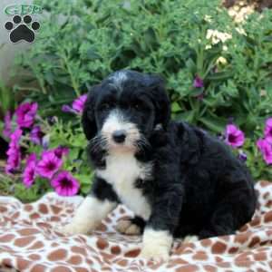 Tammy, Sheepadoodle Puppy