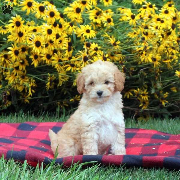 Tandy, Toy Poodle Mix Puppy