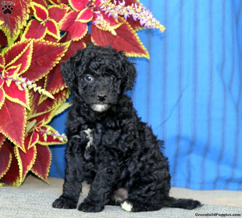 Toy poodle shop greenfield puppies