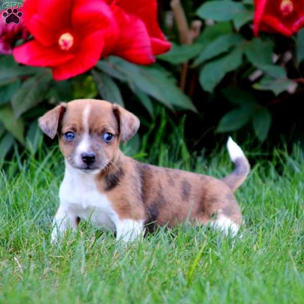 Timmy, Jack Russell Mix Puppy