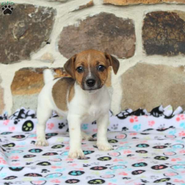 Tina, Jack Russell Terrier Puppy