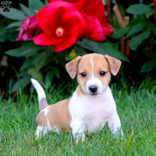 Toby, Jack Russell Mix Puppy