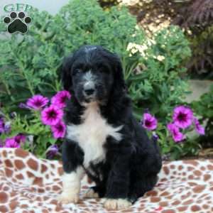 Sheepadoodle Puppies for Sale - Greenfield Puppies