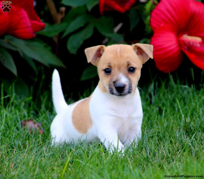 Tootsie - Jack Russell Mix Puppy For Sale in Pennsylvania