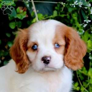 Tootsie, Cavalier King Charles Spaniel Puppy