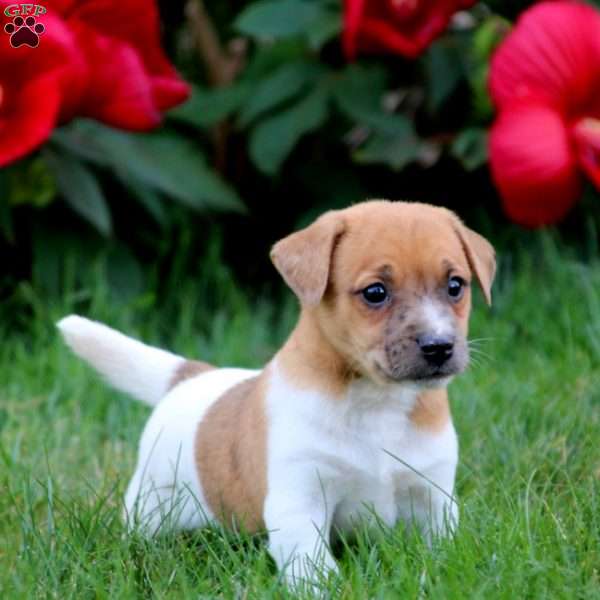 Travis, Jack Russell Mix Puppy