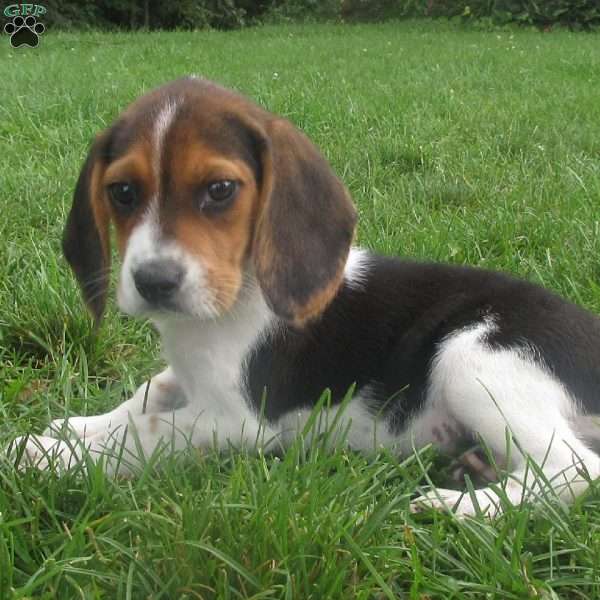 Trudy, Beagle Mix Puppy