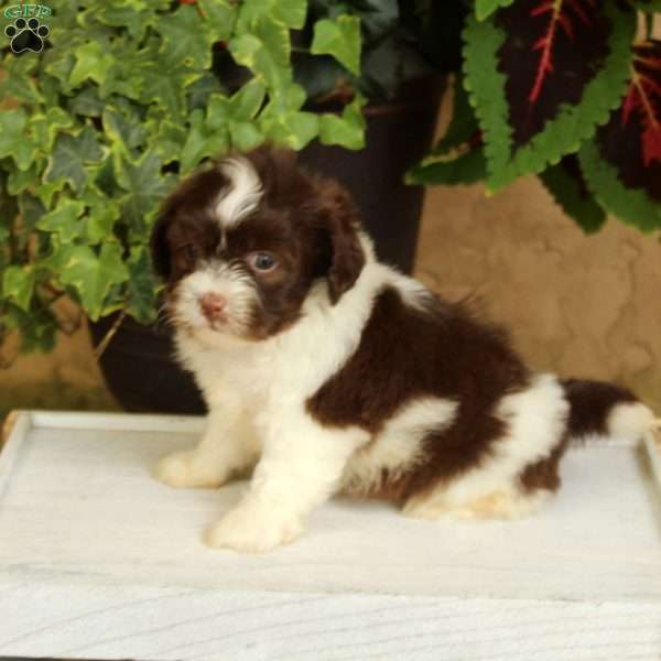 Tucker, Teddy Bear Puppy