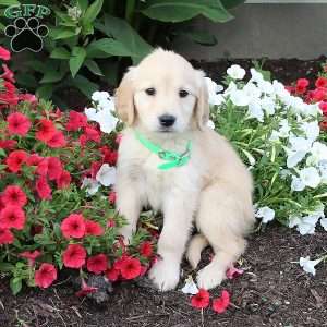 Amos & Mary Ellen Petershiem - Greenfield Puppies