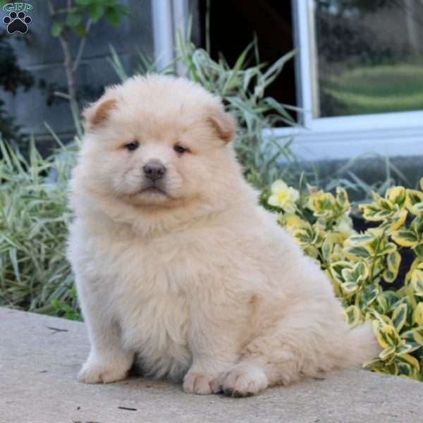 Victor, Chow Chow Puppy