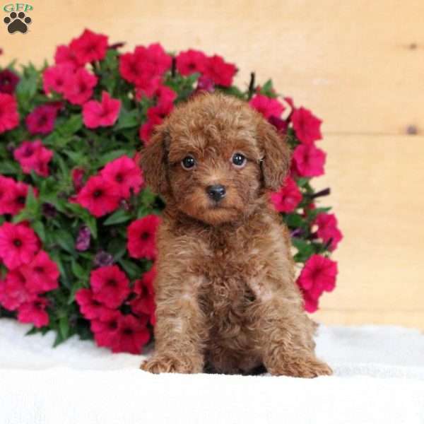 Vinny, Miniature Poodle Puppy