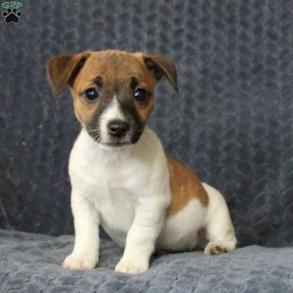 Violet, Jack Russell Terrier Puppy