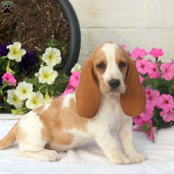 Vivian - Basset Hound Puppy For Sale in Pennsylvania