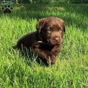 Chocolate Labrador Retriever Puppies For Sale - Greenfield Puppies