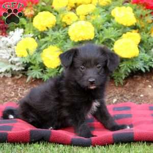 Toy Poodle Mix Puppies For Sale | Greenfield Puppies