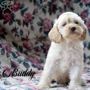 Cockapoo Puppies for Sale - Greenfield Puppies