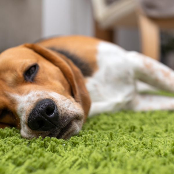 beagle puppy lying on green carpet