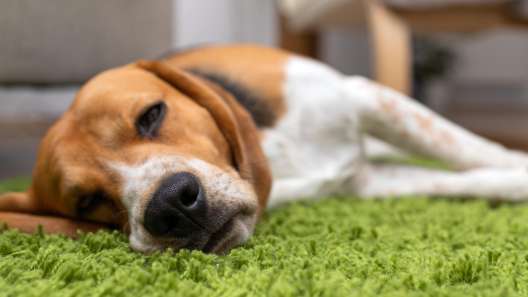 What to Know About Vestibular Disease in Dogs