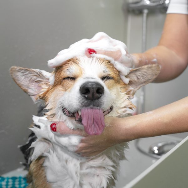 corgi enjoying a bath at the dog groomer