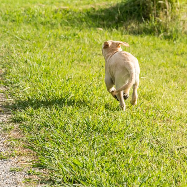 How to Keep Your Dog From Getting Bored - Greenfield Puppies