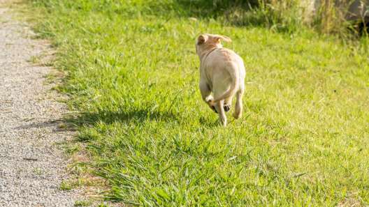Why Do Dogs Run Away?
