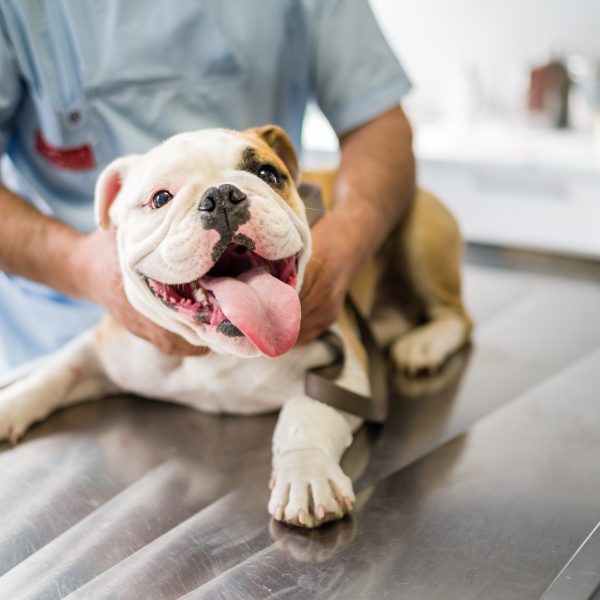 english bulldog at the vet