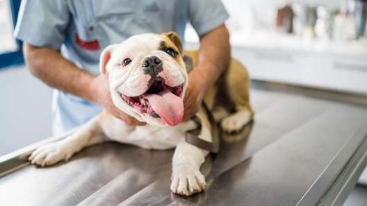 11 Questions to Ask at Your First Vet Visit