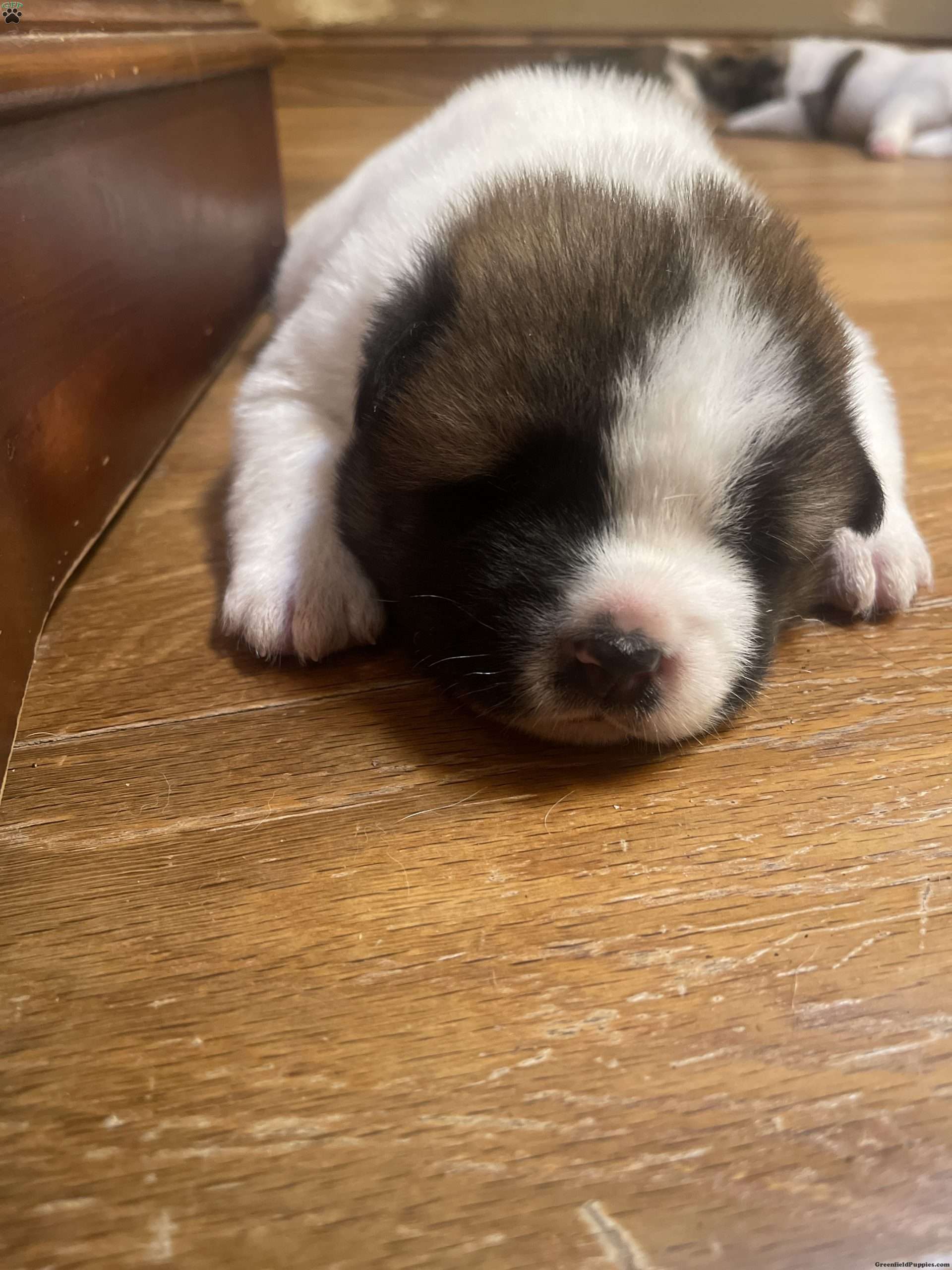 Spot - Akita Puppy For Sale in Wisconsin