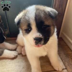 Akita Puppies for Sale - Greenfield Puppies