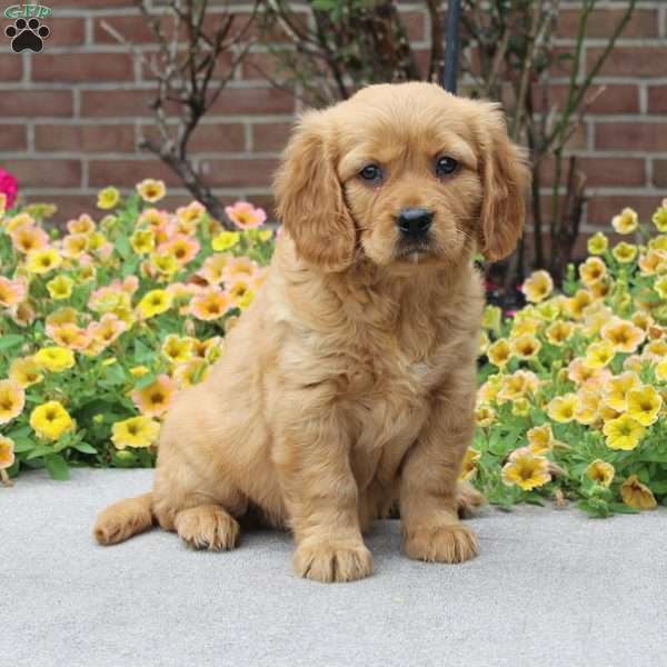 Mia, Miniature Golden Retriever Puppy