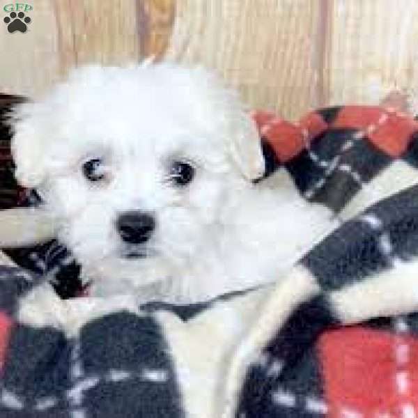 Albert, Mal-Shi Puppy