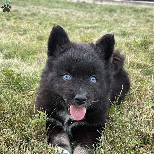 Bear, Pomsky Puppy