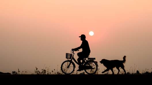 5 Tips For Biking With Your Dog