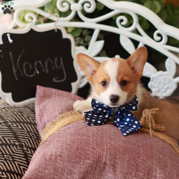 leksikon lige ud Forenkle Kenny - Pembroke Welsh Corgi Puppy For Sale in New York