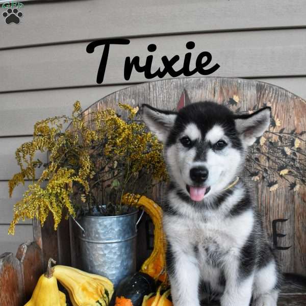 Trixie, Alaskan Malamute Puppy