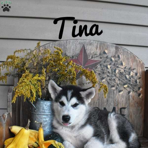 Tina, Alaskan Malamute Puppy