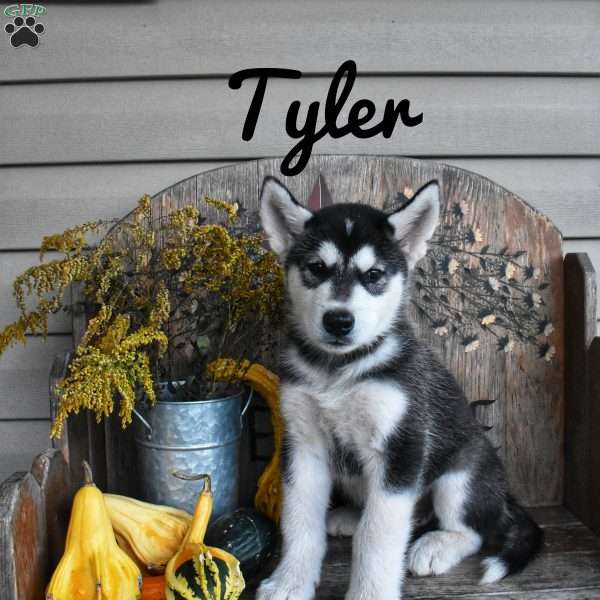 Tyler, Alaskan Malamute Puppy