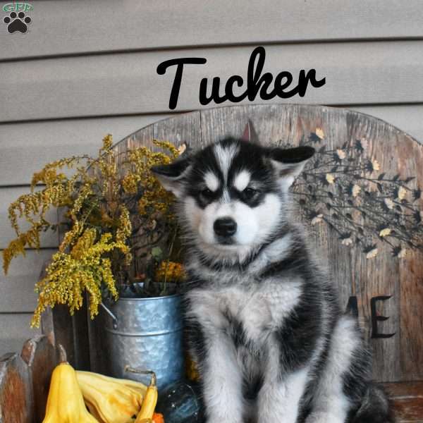 Tucker, Alaskan Malamute Puppy