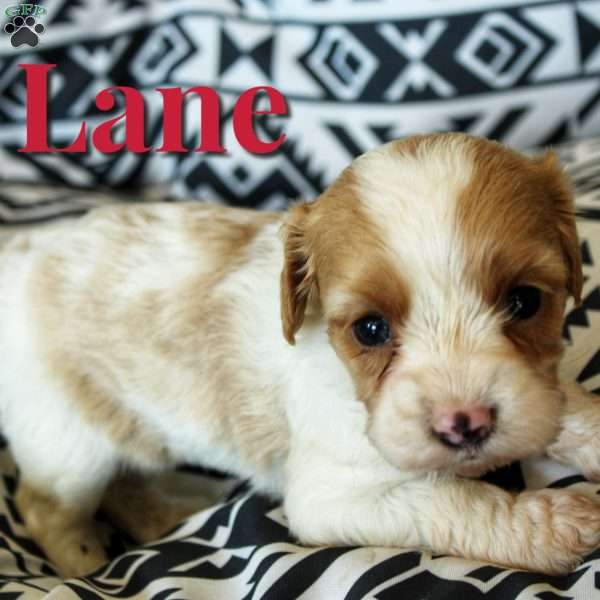 Lane, Cavapoo Puppy